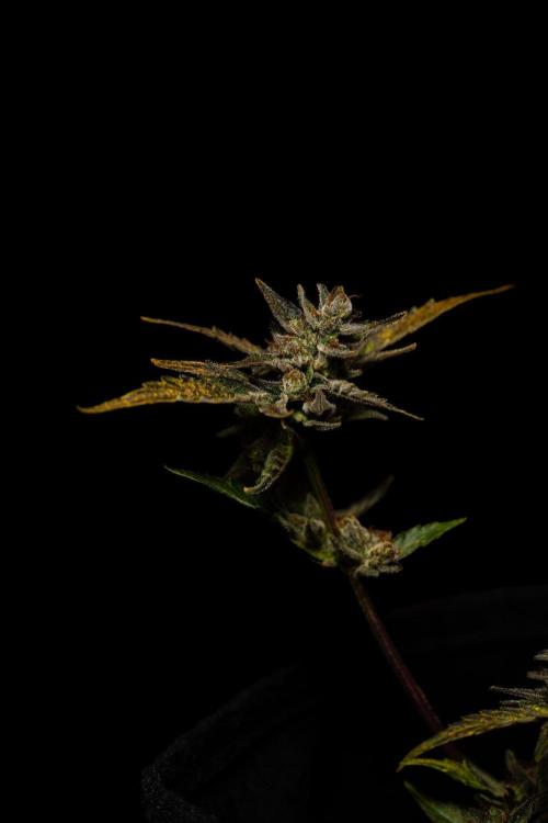 Guava Auto RF3 - FastBuds. Week 10