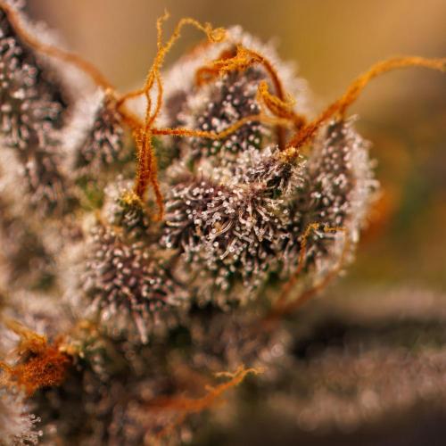 Guava Auto RF3 - FastBuds. Week 10