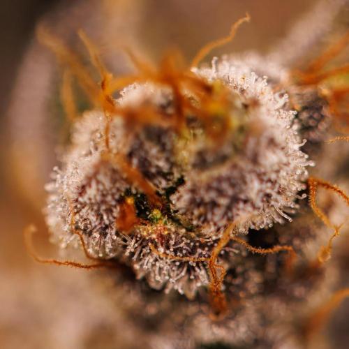 Guava Auto RF3 - FastBuds. Week 10