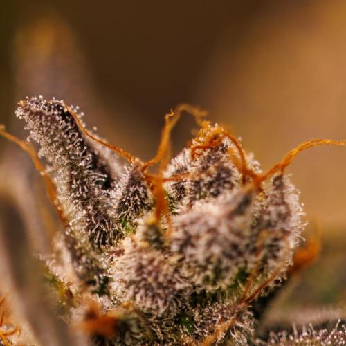 Guava Auto RF3 - FastBuds. Week 10