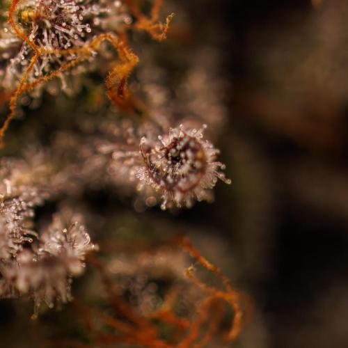 Guava Auto RF3 - FastBuds. Week 10