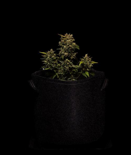 Banana Purple Auto - Paradise Seeds. Week 10