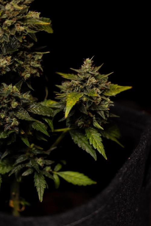 Banana Purple Auto - Paradise Seeds. Week 10
