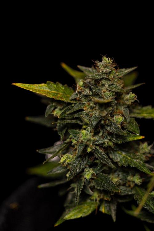Banana Purple Auto - Paradise Seeds. Week 10