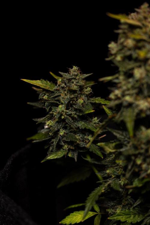 Banana Purple Auto - Paradise Seeds. Week 10