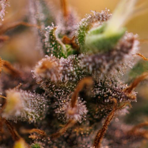 Banana Purple Auto - Paradise Seeds. Week 10