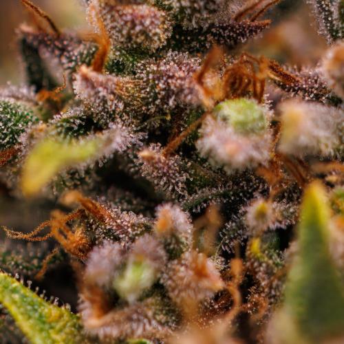 Banana Purple Auto - Paradise Seeds. Week 10