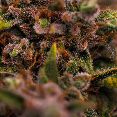 Banana Purple Auto - Paradise Seeds. Week 10