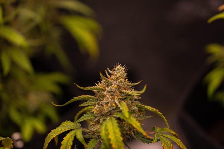 Mendo Frost Auto - Fastbuds. Week 10