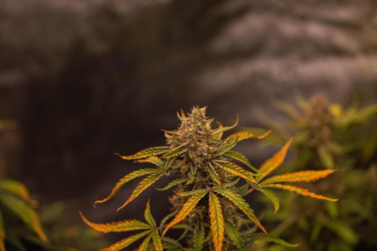 Mendo Frost Auto - Fastbuds. Week 10