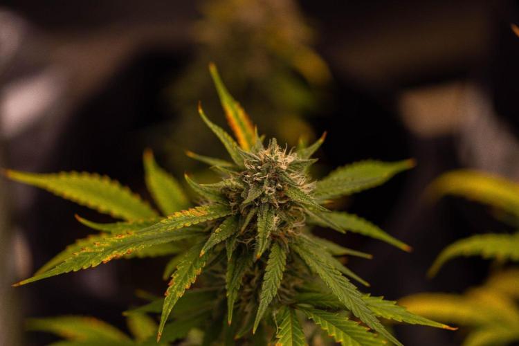 Mendo Guavo Auto. Week 10