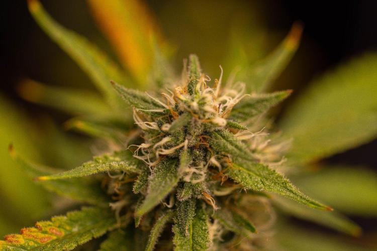 Mendo Guavo Auto. Week 10