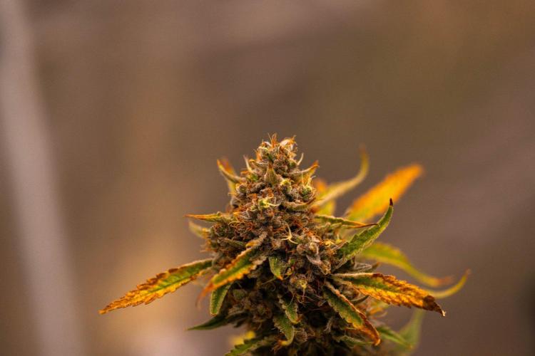 Mendo Frost Auto - Fastbuds. Week 11