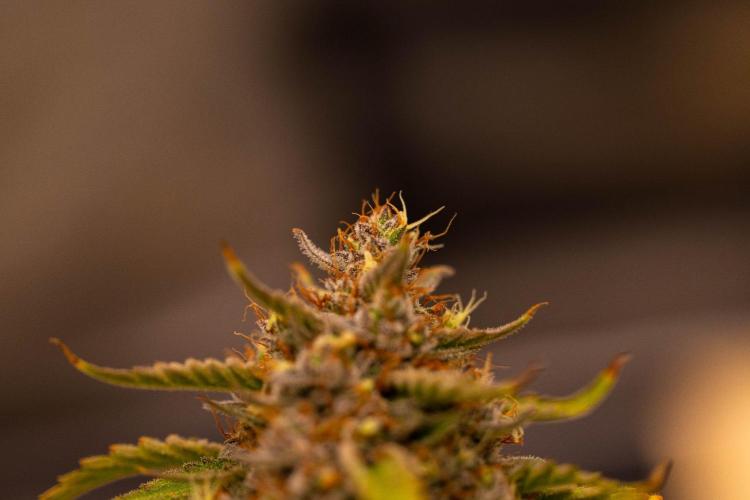 Mendo Frost Auto - Fastbuds. Week 11