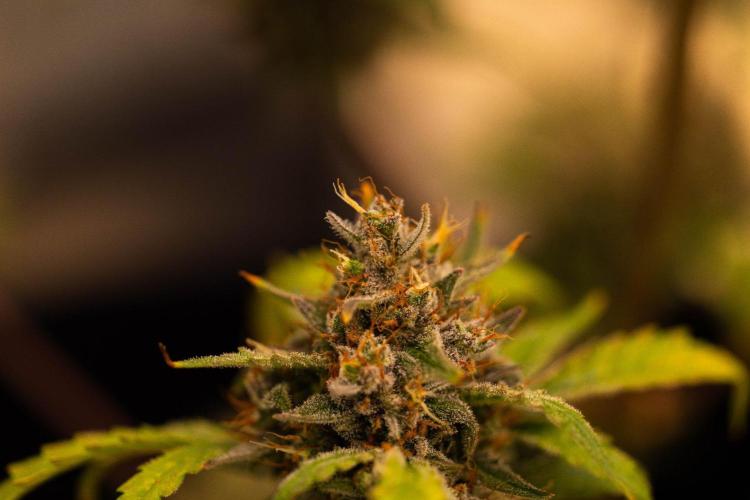 Mendo Frost Auto - Fastbuds. Week 11