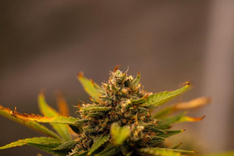 Mendo Guavo Auto. Week 11