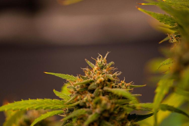 Mendo Guavo Auto. Week 11