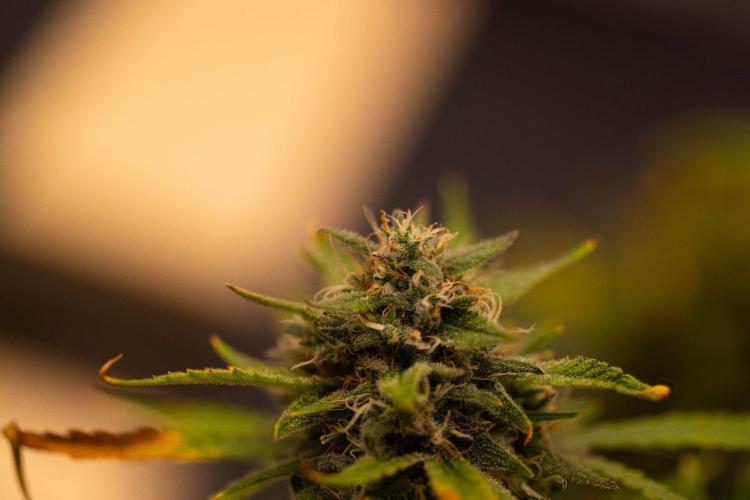 Mendo Guavo Auto. Week 11