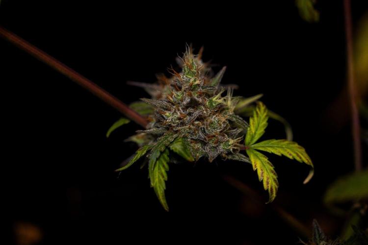 Mendo Frost Auto - Fastbuds. Week 12