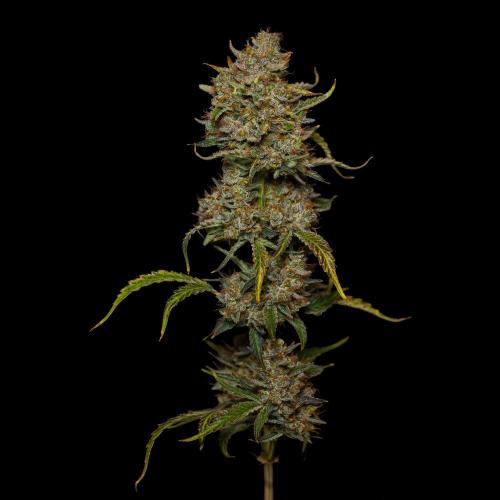Mendo Frost Auto - Fastbuds. Week 12