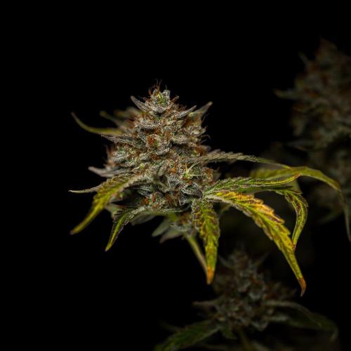 Mendo Frost Auto - Fastbuds. Week 12