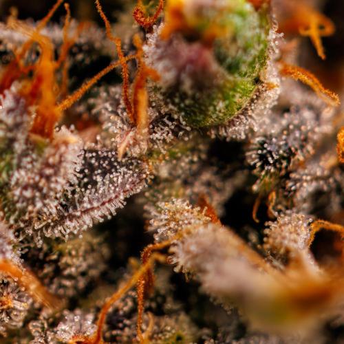 Mendo Frost Auto - Fastbuds. Week 12