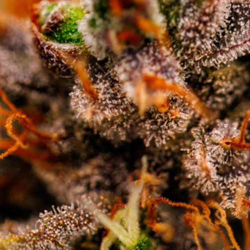 Mendo Frost Auto - Fastbuds. Week 12