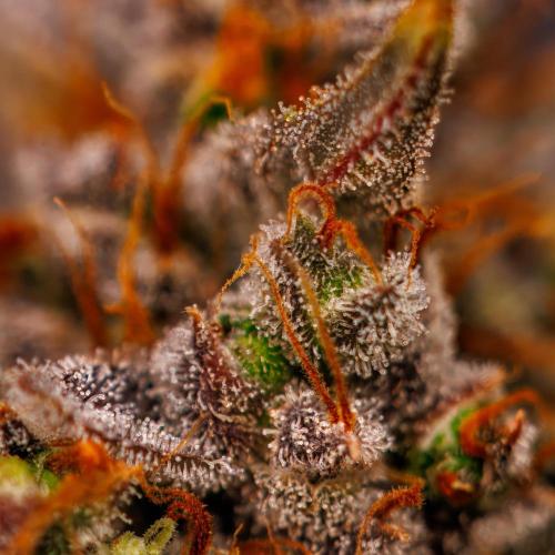Mendo Frost Auto - Fastbuds. Week 12