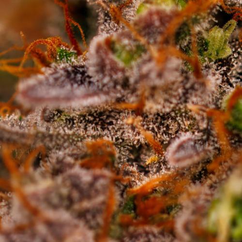 Mendo Frost Auto - Fastbuds. Week 12