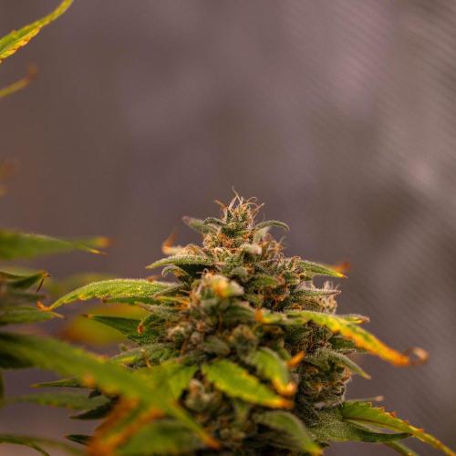 Mendo Guavo Auto. Week 12