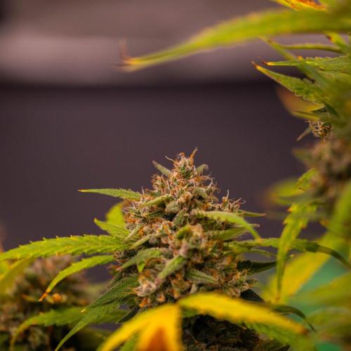 Mendo Guavo Auto. Week 12