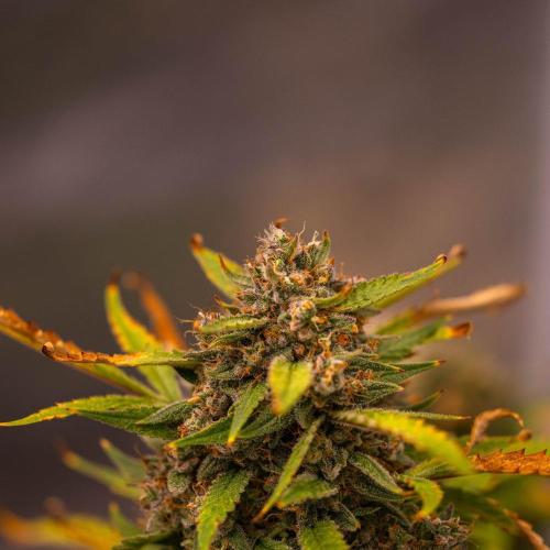 Mendo Guavo Auto. Week 12