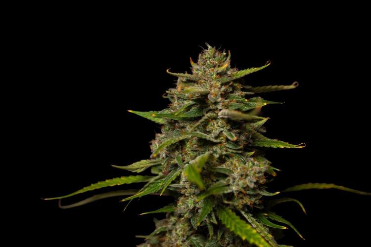 Mendo Guavo Auto. Week 13