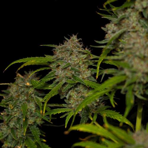 Mendo Guavo Auto. Week 13