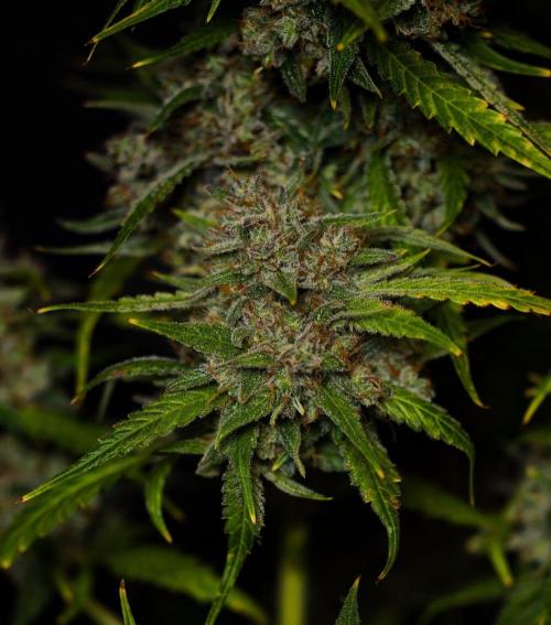Mendo Guavo Auto. Week 13
