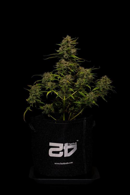 Mendo Guavo Auto. Week 13