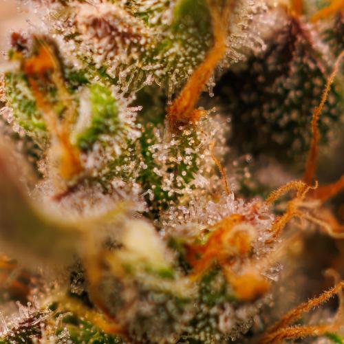 Mendo Guavo Auto. Week 13