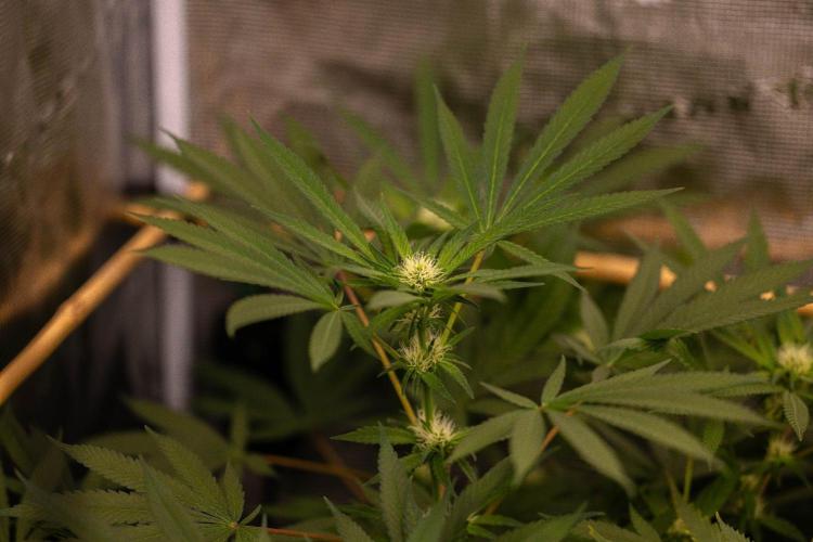 Spliffs Strawberry - Spliff Seeds. Week 10