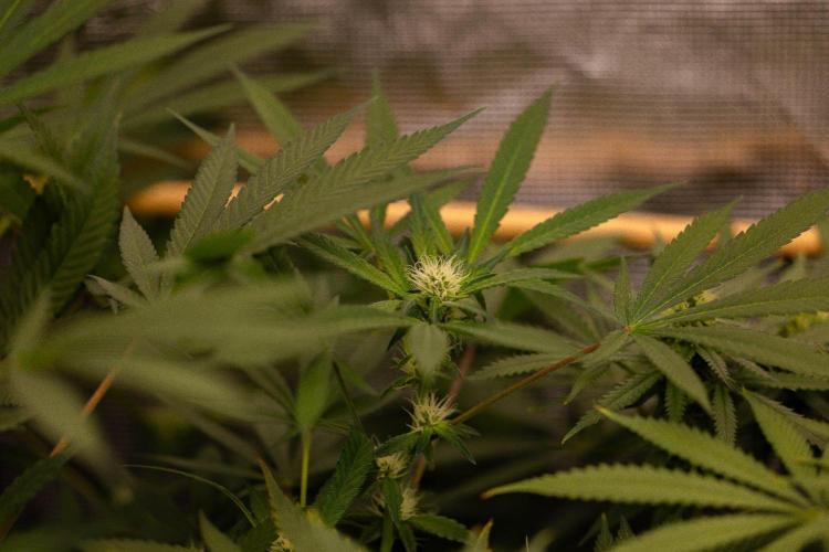 Spliffs Strawberry - Spliff Seeds. Week 10