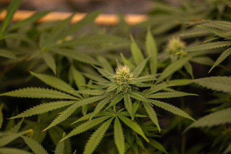 Purple Berry Kush - Spliff Seeds. Week 10