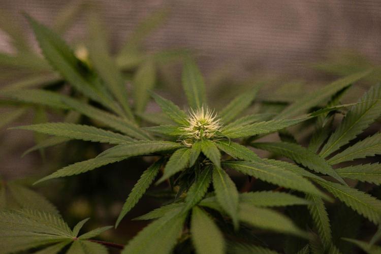Afghani Gold - Spliff Seeds. Week 10