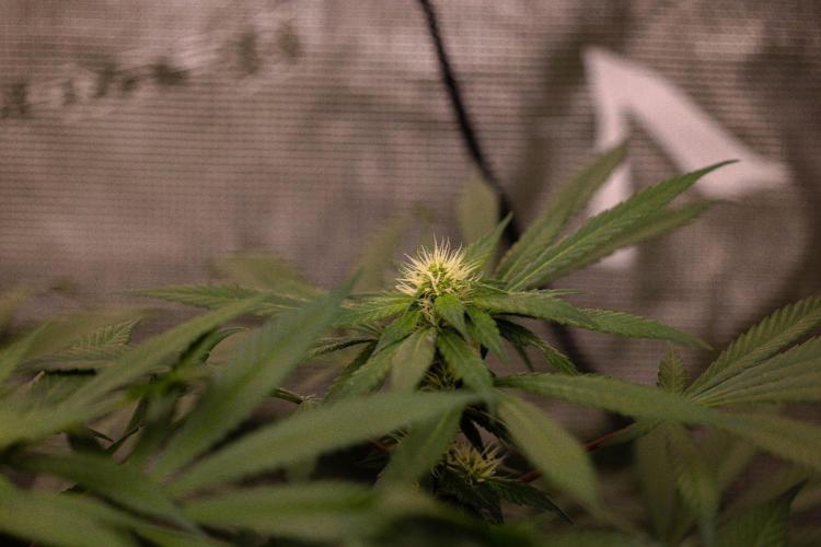 Afghani Gold - Spliff Seeds. Week 10