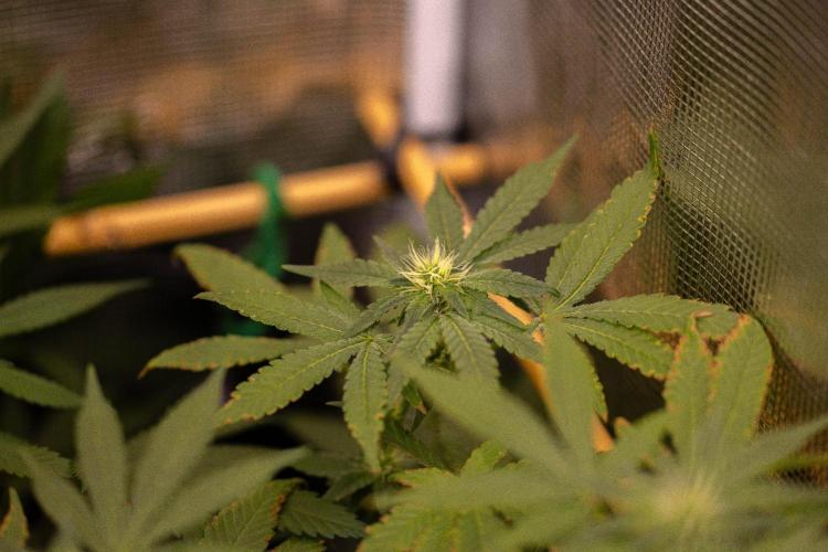 Gelato - Spliff Seeds. Week 10