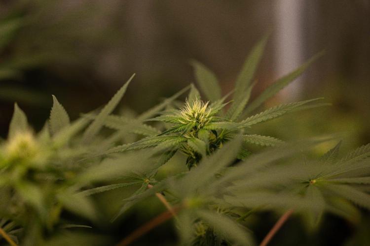 San Fernando Valley Kush-Paradise Seeds. Week 10