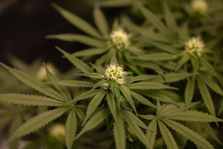 Amnesia - Paradise Seeds. Week 10