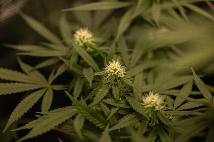 Amnesia - Paradise Seeds. Week 10
