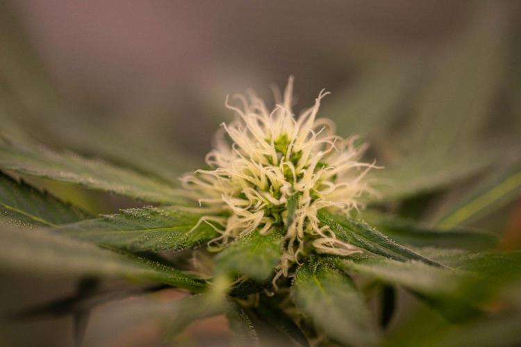 Spliffs Strawberry - Spliff Seeds. Week 11