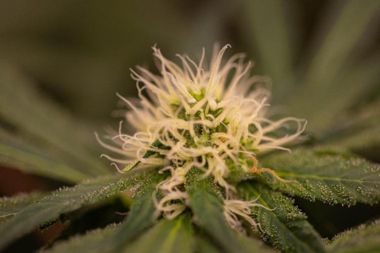 Spliffs Strawberry - Spliff Seeds. Week 11