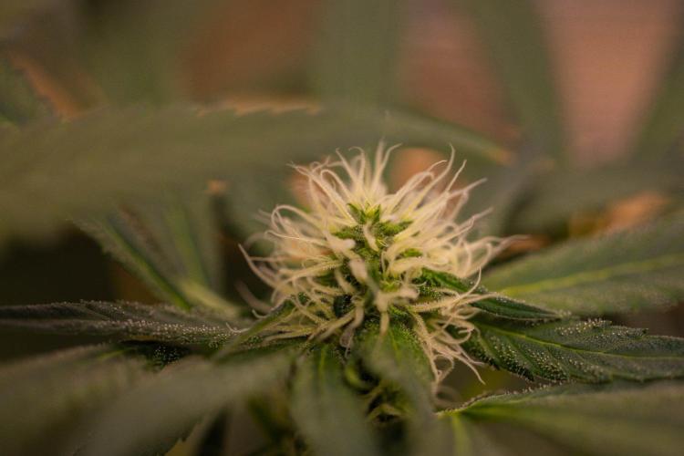 Spliffs Strawberry - Spliff Seeds. Week 11