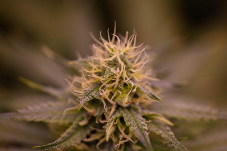 Purple Berry Kush - Spliff Seeds. Week 11
